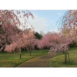 江西悟美森态八重红枝垂樱2020年樱花新品种早樱价格表