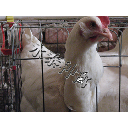永泰种禽(在线咨询)-种鸡-种鸡场管理