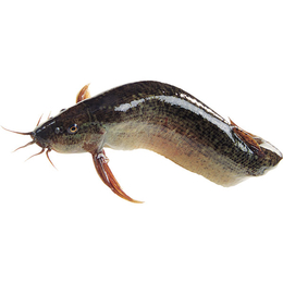 鹤壁泥鳅-濮阳有良水产养殖-泥鳅鱼