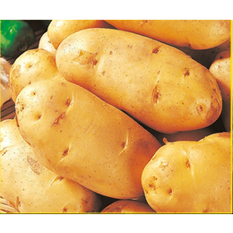 大棚土豆种电话-济宁土豆种电话-雪原农业科技质量好(查看)
