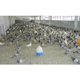 商品鸽养殖技术-山东中鹏农牧(在线咨询)-甘肃商品鸽