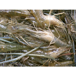 河虾-老经原生农业河虾养殖-河虾批发市场
