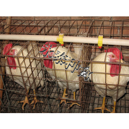 永泰种禽厂(图)-种鸡饲养-张家口种鸡