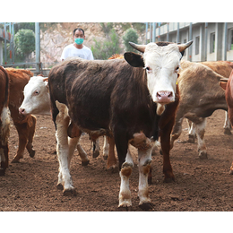 西门塔尔种牛繁育-种牛繁育-安徽池州畜源牧业公司