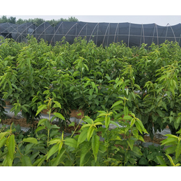 吉塞拉矮化樱桃苗哪里有卖-山东山清水秀生态农业