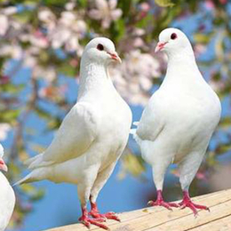 *鸽子养殖培训电话-运城鸽子养殖培训电话-天明种鸽品质保障