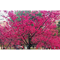 台湾牡丹樱打造美丽乡村樱花园，创建致富百姓樱花路