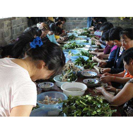 三年生油茶苗-油茶苗-油茶苗圃基地油茶树(查看)