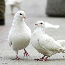 德宏肉鸽-兴利动物租赁长年承接-肉鸽养殖