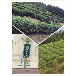 韶关白毛茶的加工流程手工绿茶选择小方法