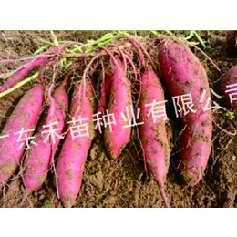 大兴安岭地区红薯种苗-禾苗种业红薯种培育-板栗红薯种苗