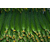 有机黄瓜的介绍-有机黄瓜- 田润卷帘机厂家(查看)缩略图1