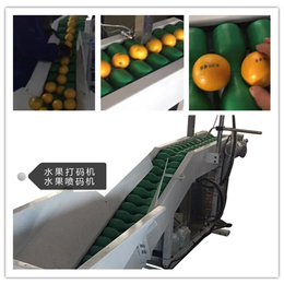 冰糖橙清洗机厂家-恒力果蔬机械(在线咨询)-冰糖橙清洗机