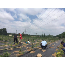 育苗抑草布-枣庄抑草布-日月升包装