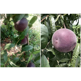 新疆桃树新品种哪里有卖-永丰种植品种齐全