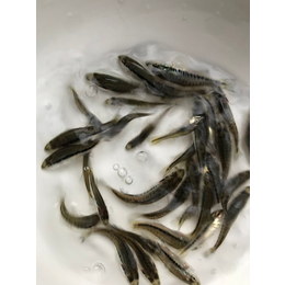 加州鲈鱼苗价格-活泼水产实在-销售加州鲈鱼苗价格