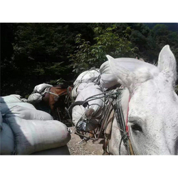 骡马运输协议-蚌埠骡马运输-铜陵爱年骡马运输服务(查看)